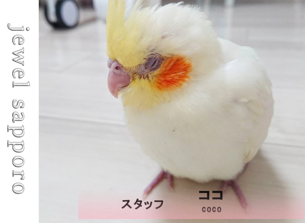 スタッフ紹介ココ