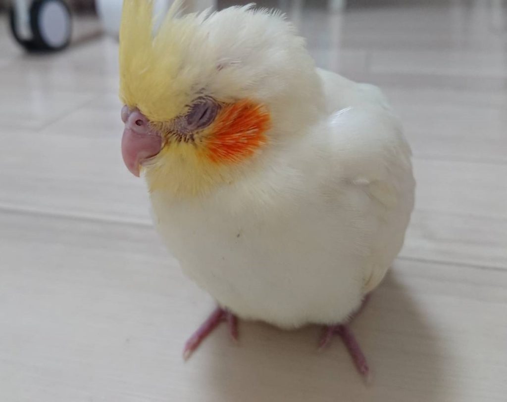 寝るオカメインコ