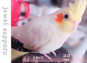 ジュエル札幌店スタッフオカメインコCOCOの写真